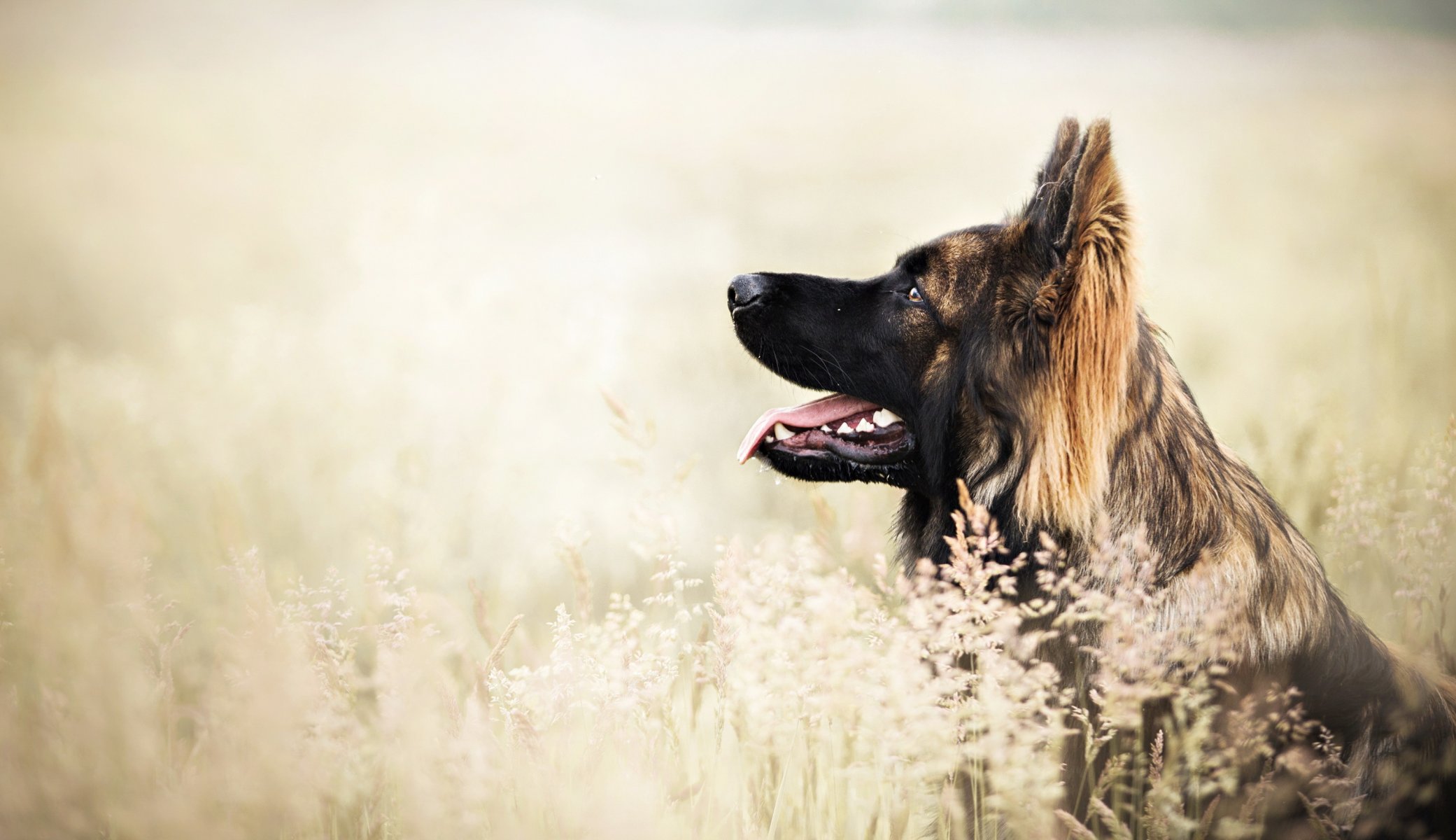 Взыскание ущерба при укусе собаки в Амурске