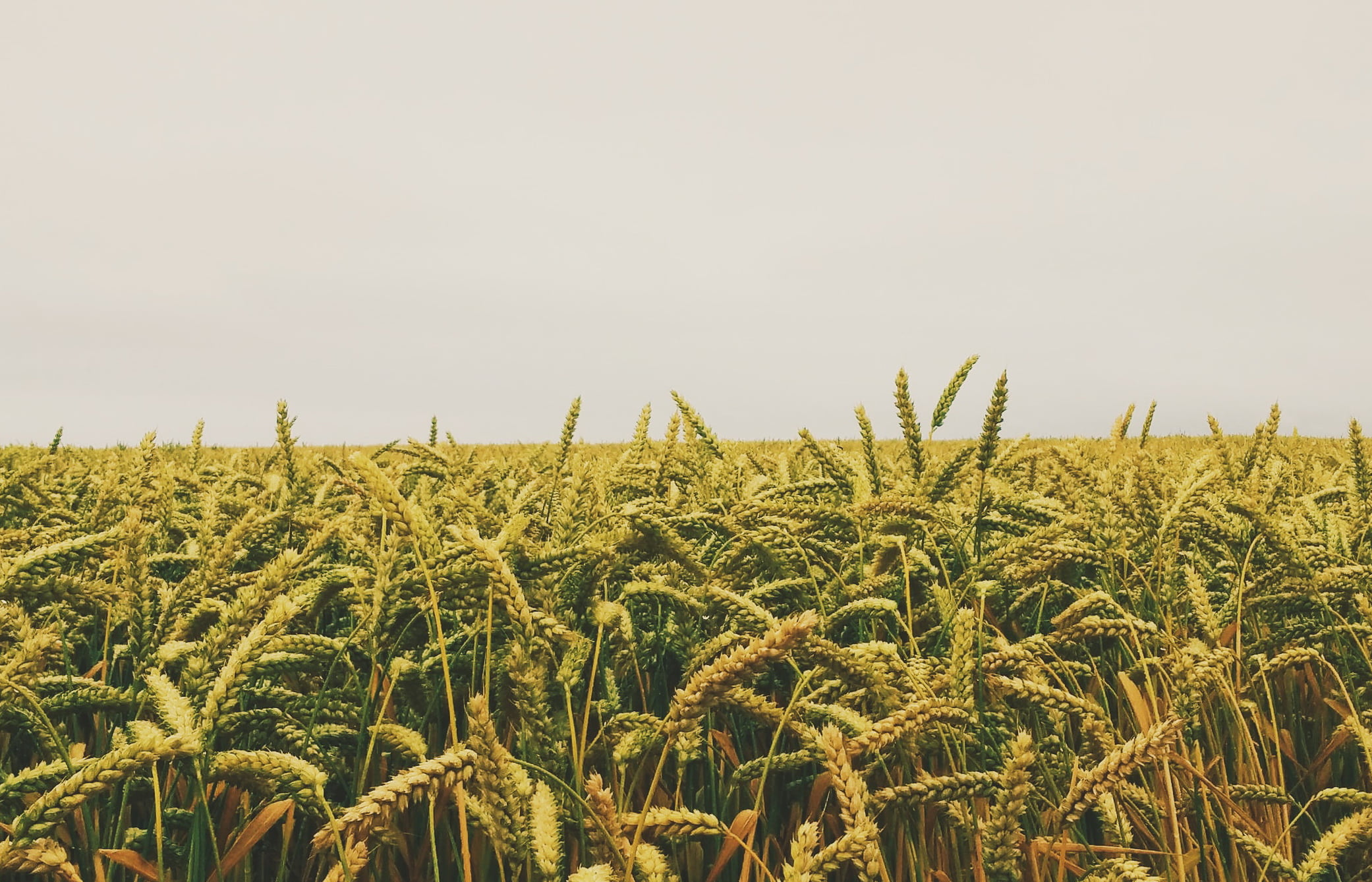Юрист по земельным спорам в Амурске. Услуги земельного юриста.
